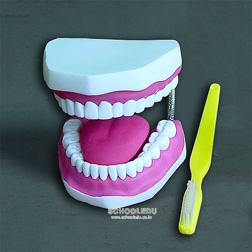 치아모형(대형)