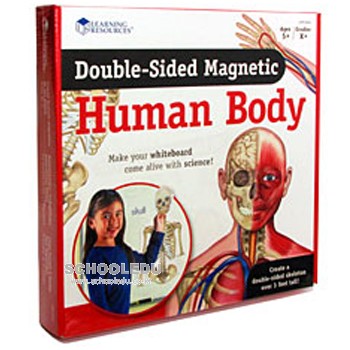 EDU 6044- 자석 양면 인체모형 Double-Sided Magnetic Human Body