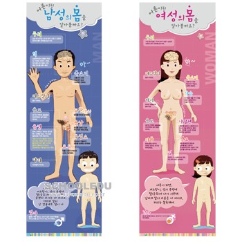 [보건교구] 남녀 신체변화 포스터
