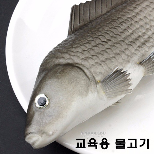 [과학교구]교육용 물고기모형