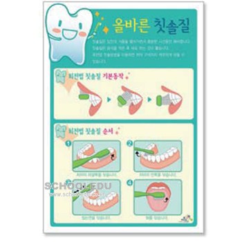 보건교구- 올바른 칫솔질 치실사용 패널