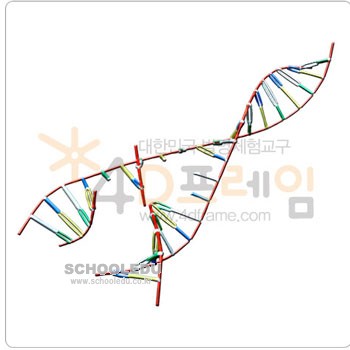 4D프레임- 생명체의 설계도 DNA 복제 과정